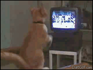 cat-boxing-tv