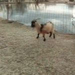 Egy kecske aki élvezi a hideget