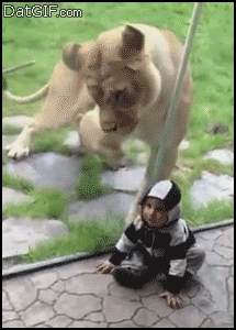 lion-tries-eat-kid