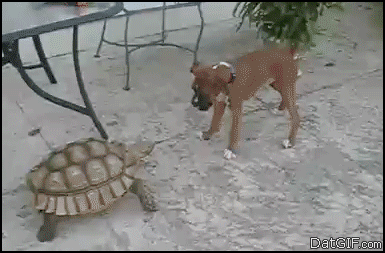 turtle-attacks-dog