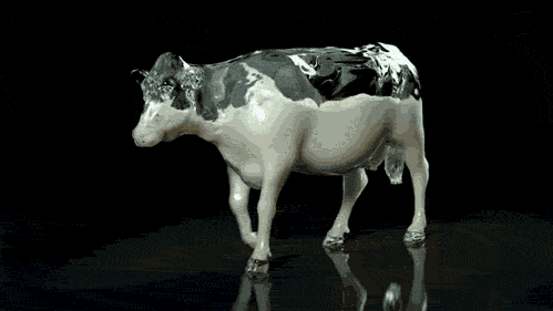 what_cows_look_like_on_the_inside